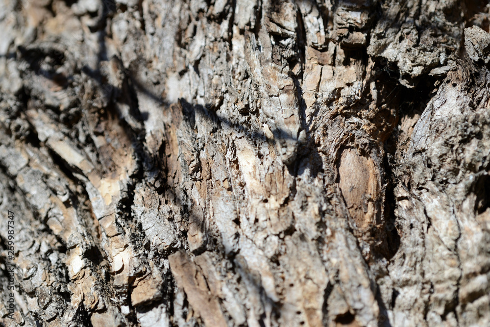 The bark of an old tree lit by the sun as a texture and background The bark of an old tree lit by the sun as a texture and background