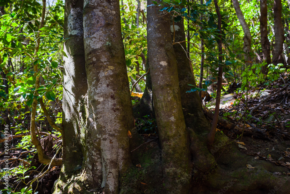 Anaga Forest Reserve. Tenerife. Canary Islands. Spain Anaga Forest Reserve. Tenerife. Canary Islands. Spain