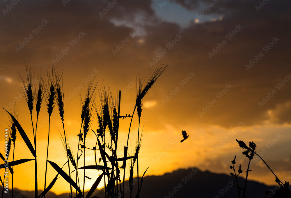 Silhouettes of wheat ears at sunrise. Ears of wheat close-up. Rising sun above mountains. Selective focus on plants. Creative image of beautiful nature. Rich harvest concept