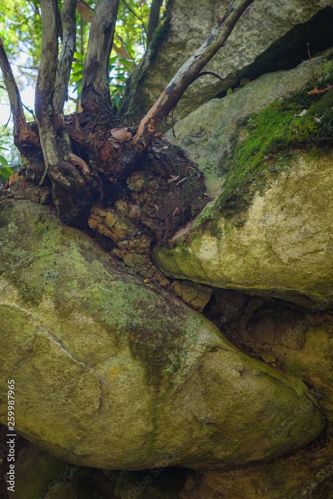 Anaga Forest Reserve. Tenerife. Canary Islands. Spain Anaga Forest Reserve. Tenerife. Canary Islands. Spain