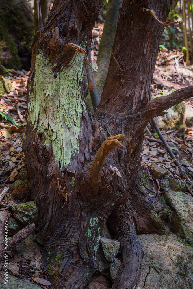 Anaga Forest Reserve. Tenerife. Canary Islands. Spain Anaga Forest Reserve. Tenerife. Canary Islands. Spain