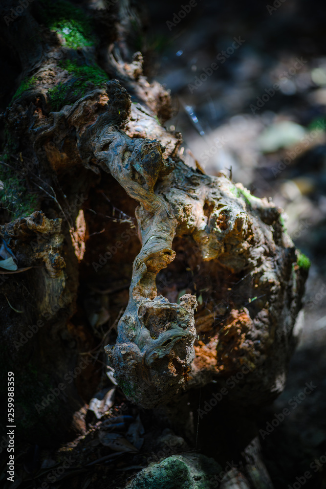 Anaga Forest Reserve. Tenerife. Canary Islands. Spain Anaga Forest Reserve. Tenerife. Canary Islands. Spain