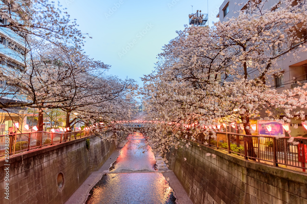  Cherry Blossoms at Night