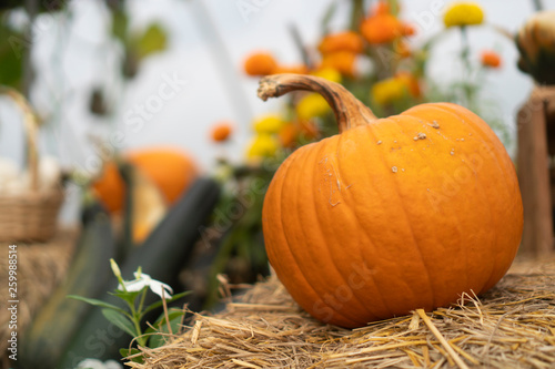 Pumpkins that are cultivate...
