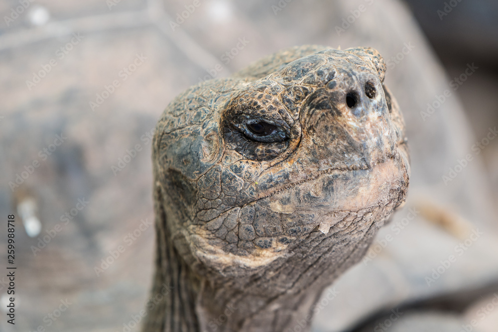 Galapagos Giant Tortoise head shot on Galapagos Islands. Animals, nature and wildlife close up of tortoise in the highlands of Galapagos, Ecuador, South America. Galapagos Giant Tortoise head shot on Galapagos Islands. Animals, nature and wildlife close up of tortoise in the highlands of Galapagos, Ecuador, South America.