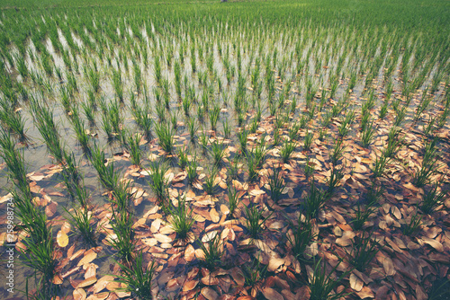 rice plant in paddy field, ...