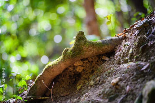 Anaga Forest Reserve. Tenerife. Canary Islands. Spain photo