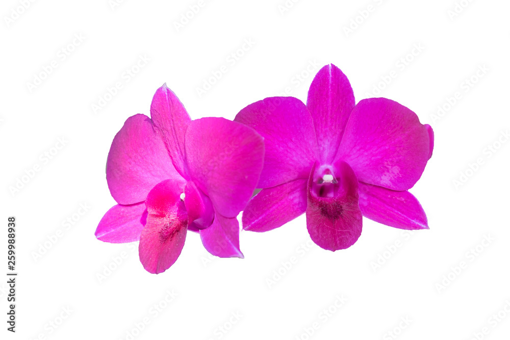 purple orchids isolated