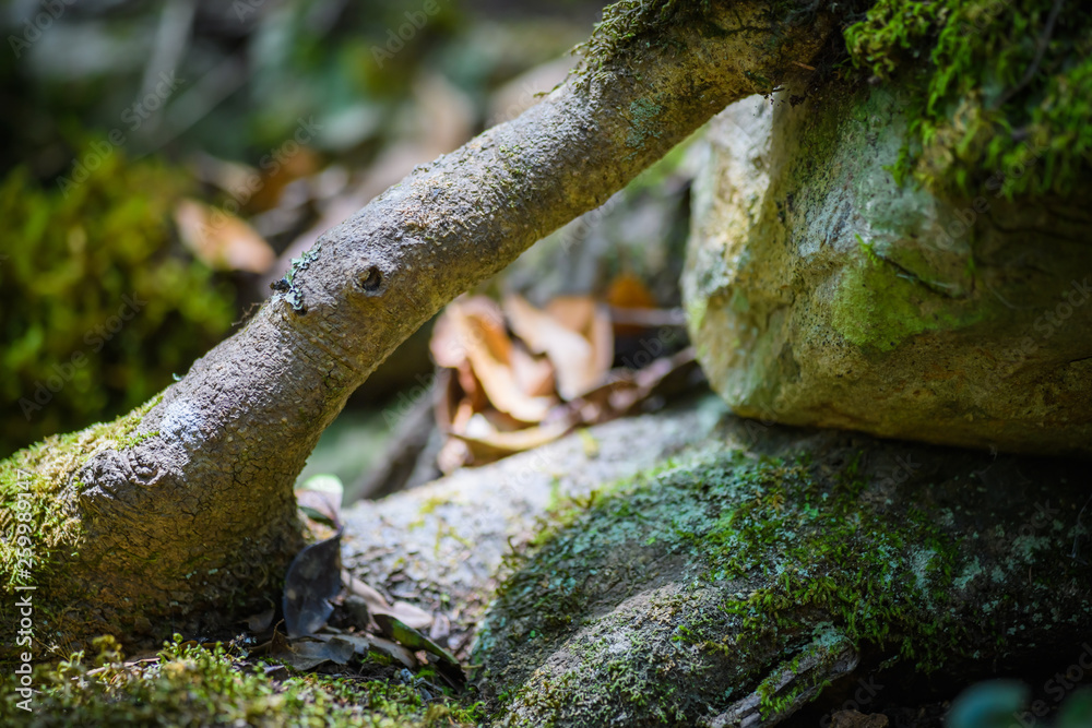 Anaga Forest Reserve. Tenerife. Canary Islands. Spain Anaga Forest Reserve. Tenerife. Canary Islands. Spain