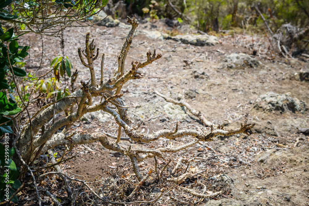 Anaga Forest Reserve. Tenerife. Canary Islands. Spain Anaga Forest Reserve. Tenerife. Canary Islands. Spain