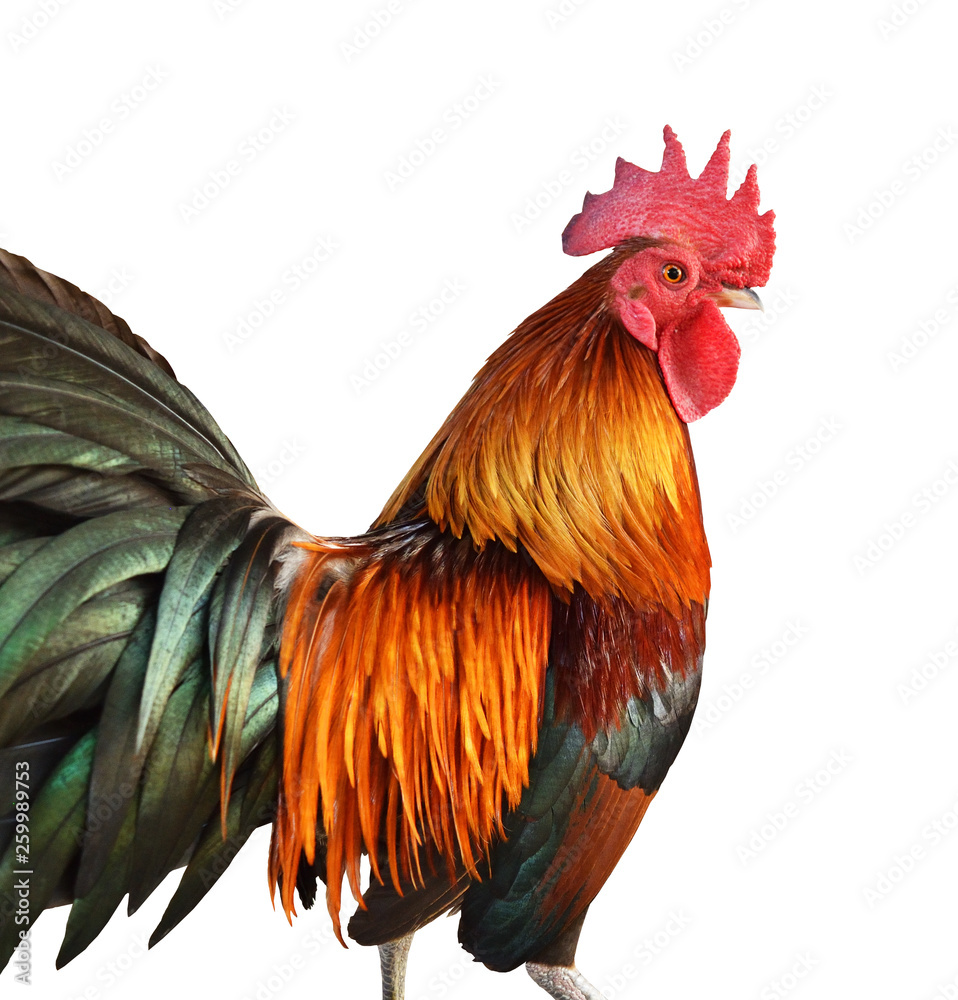 Bantam chicken isolated on white background, Black with brown and orange color stripes of of the feathers on the Rooster body, Thailand
