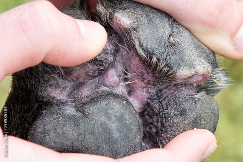 Close up of infected canine paw underside