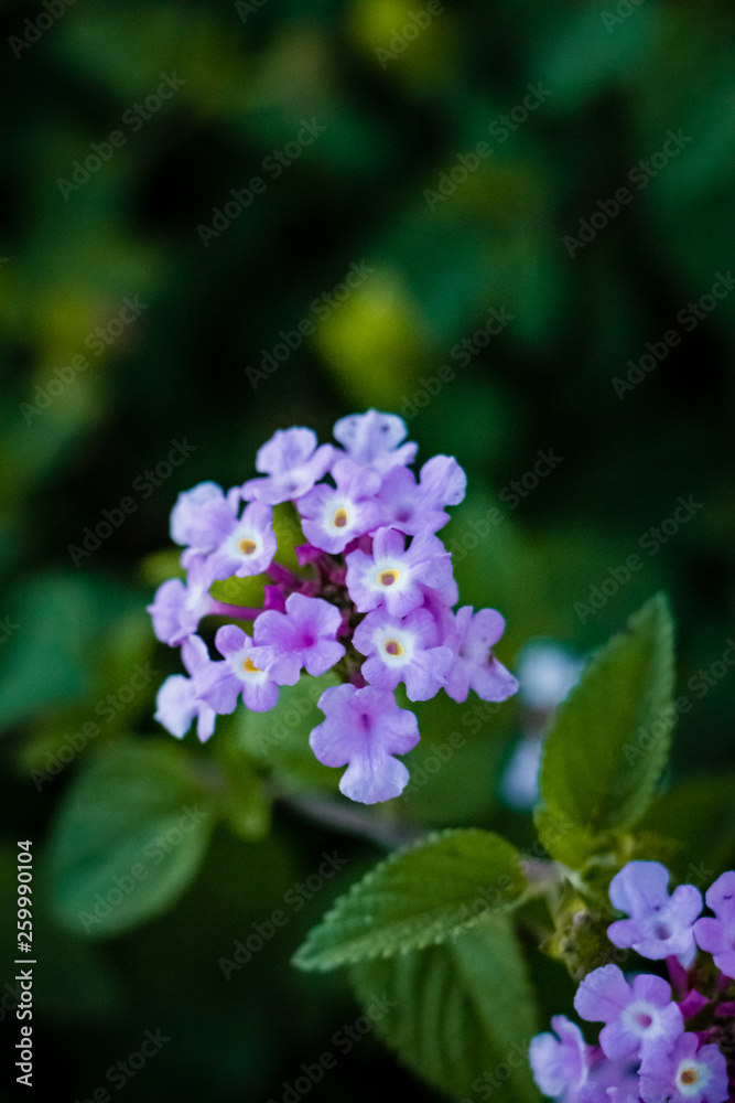 Beautiful assorted flowers of Spring in Galveston, Texas Beautiful assorted flowers of Spring in Galveston, Texas