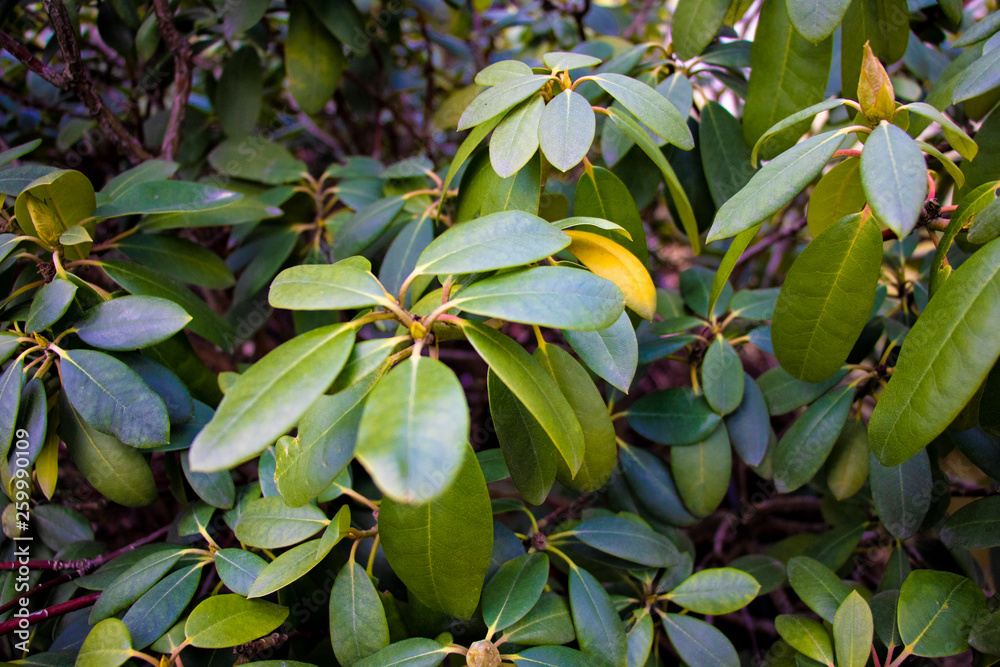 Green plants in spring or summer, natural, background. Green plants in spring or summer, natural, background.