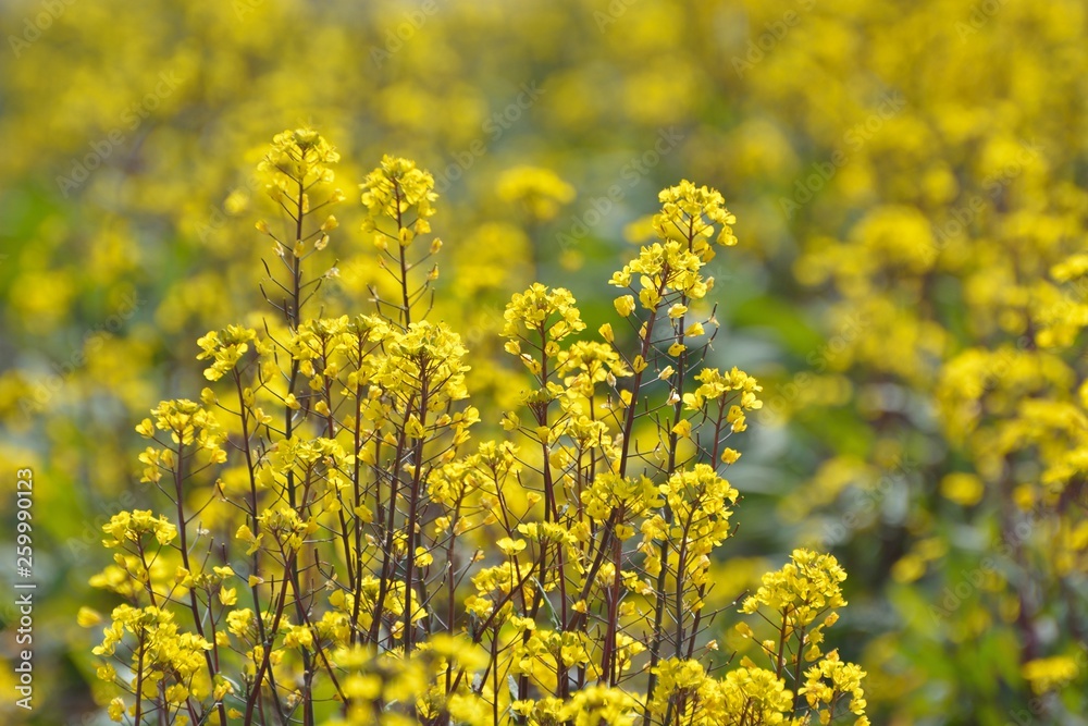 Obraz premium コウサイタイの黄色い花が咲く