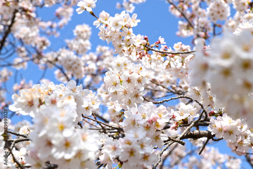 【日本の春】満開の桜