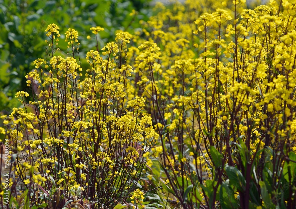 コウサイタイの黄色い花が咲く コウサイタイの黄色い花が咲く
