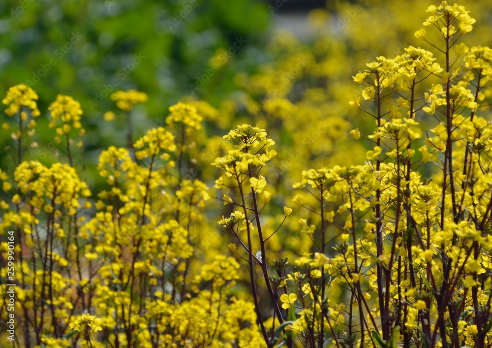 Obraz premium コウサイタイの黄色い花が咲く