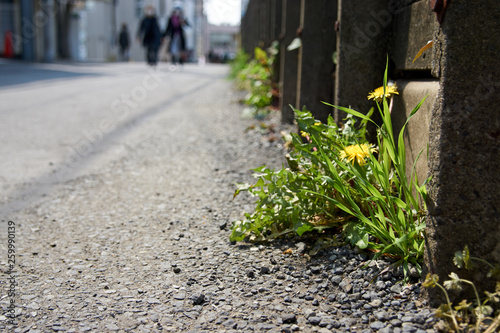 たんぽぽ・通りの道端