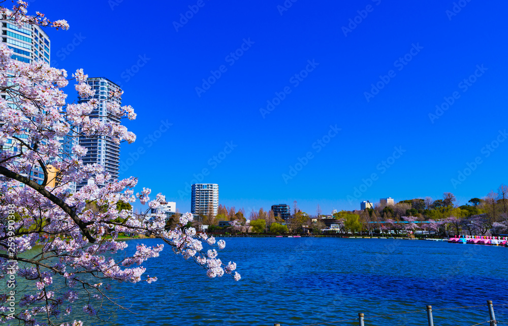 [東京都] 上野公園の桜 (No.9002)