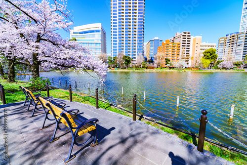 [東京都] 上野公園の桜 (No.9000) photo