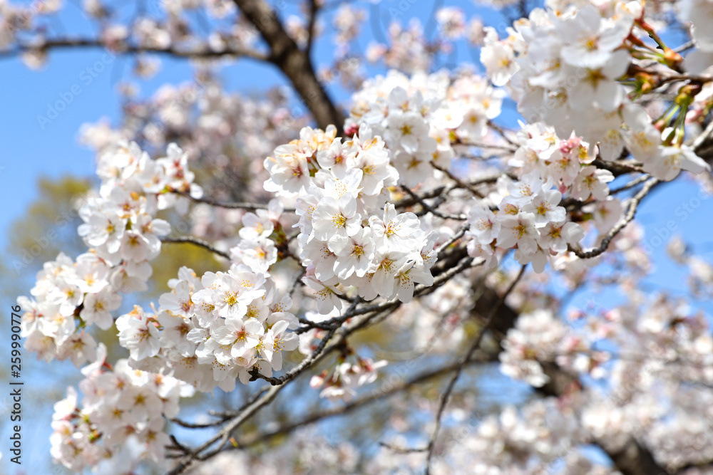 【日本の春】満開の桜