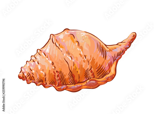 Vector seashell isolated. Rapana clam. Decorative picture suitable for kid magazine, sticker on cabin in kindergarden itc.
