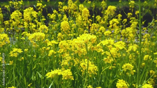 canola flower in Japan
