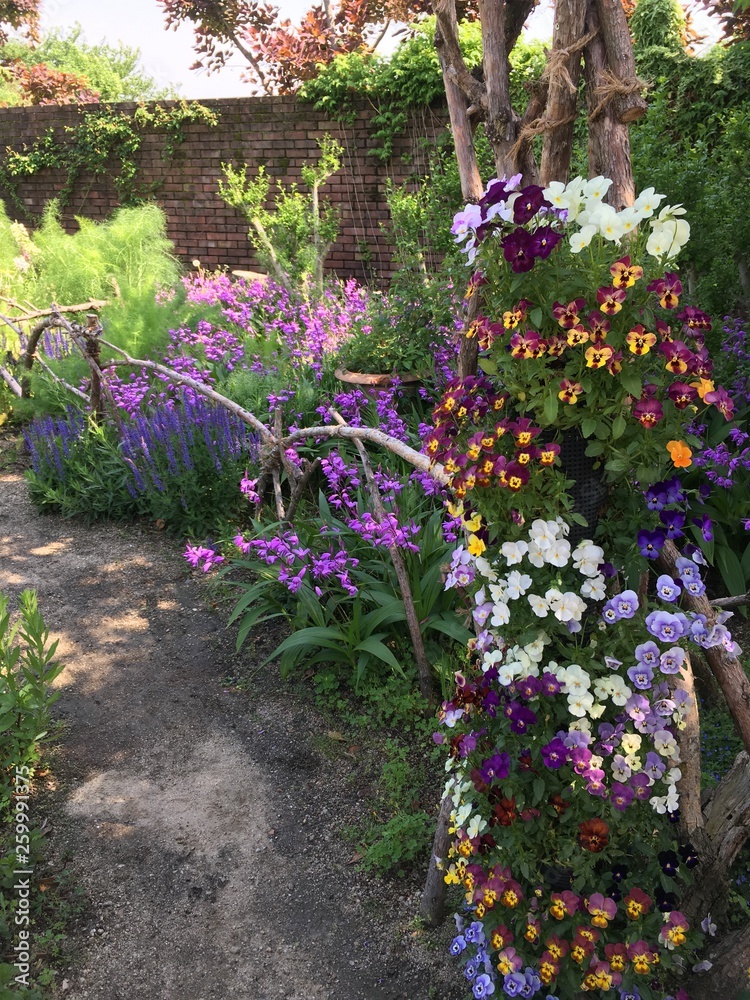 Fototapeta premium The garden filled with many purple colored flowers