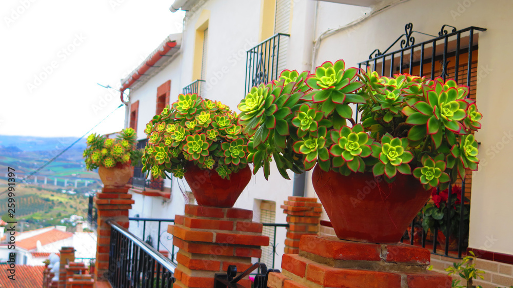 Three green succulent flowers in terracotta pots