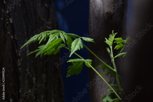 Cinamomo leaf