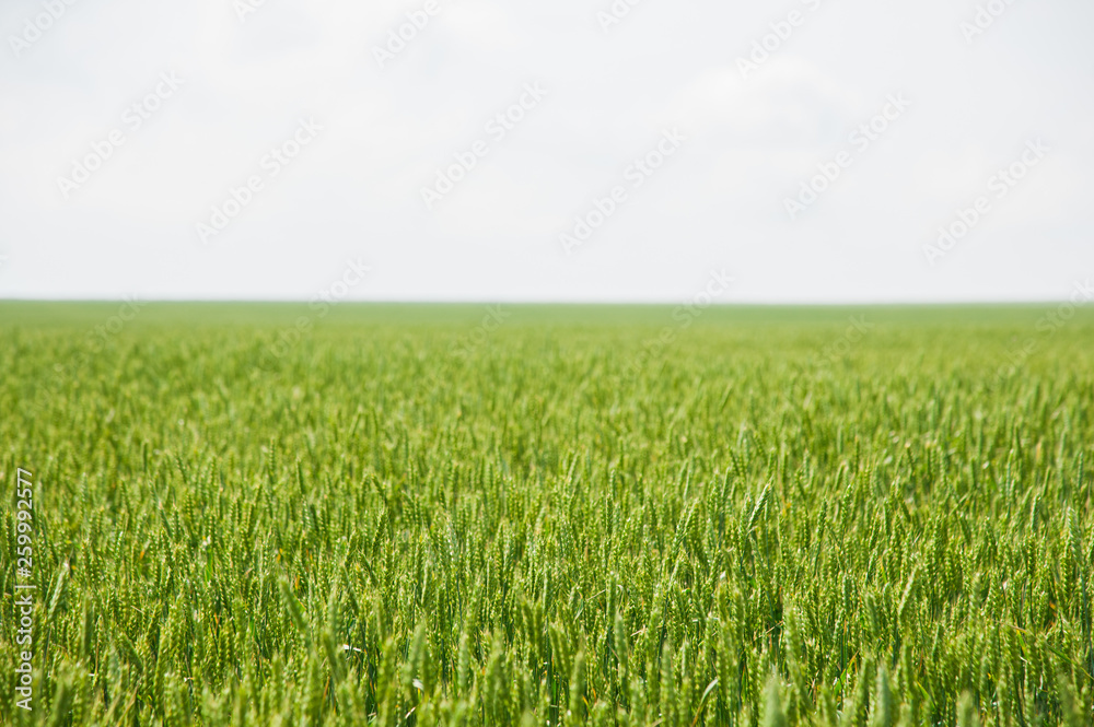 Ripening wheat field Ripening wheat field