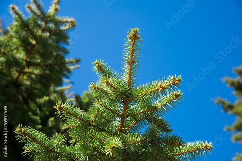 Green prickly branches of a fur-tree or pine