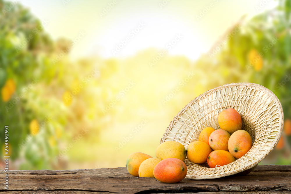 Mango in basket with leaves on wooden table and Mango tree farm with