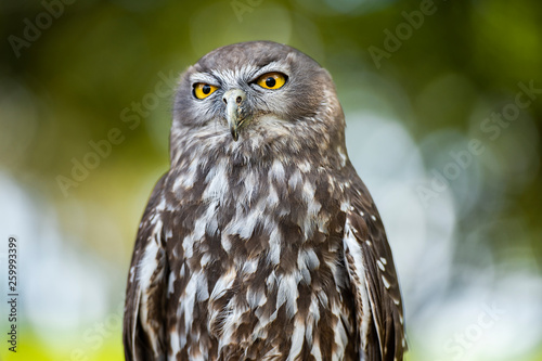 Barking Owl © Rob D