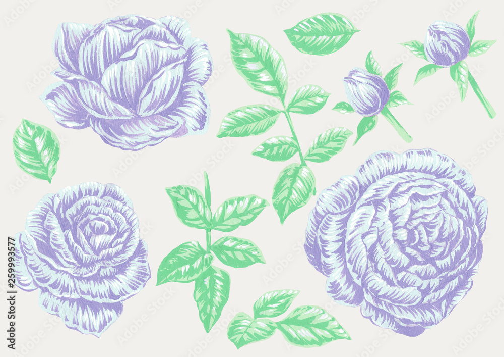 Obraz Drawings : Roses and Leaves