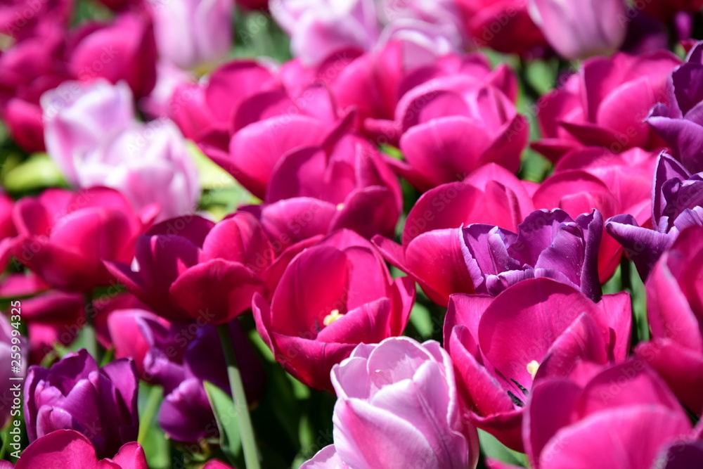 Pinke und rosafarbene Tulpen im Garten Pinke und rosafarbene Tulpen im Garten