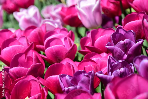 Tulpen in Rosa und Pink - der Frühling ist da