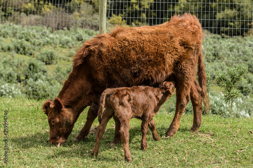 Close up of Red Dexter Cow, considered a rare breed