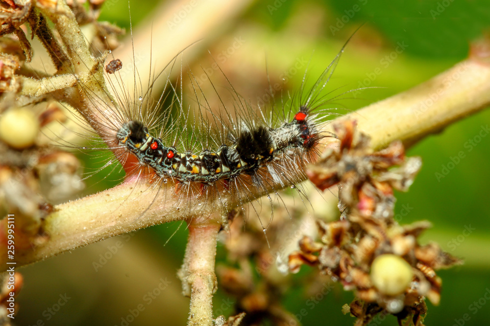 slugs caterpillar on stick tree slugs caterpillar on stick tree