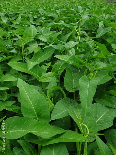 background of green leaves, beautiful expanse of green grass, fresh plant in the garden