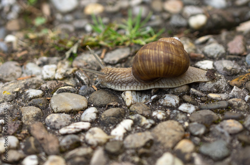 Snail on rocks 