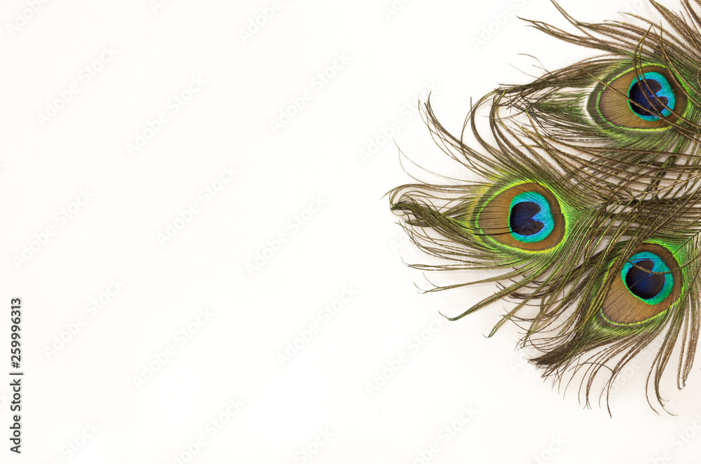 Obraz premium Flat lay style. Peacock feather on white background. Designer template. 