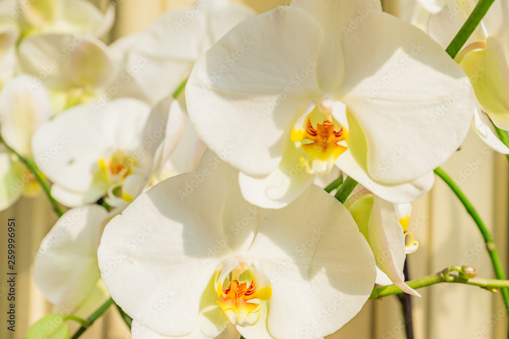 Obraz premium Giant white Phalaenopsis Orchid flower. Blooming tropical plant at home. Domestic gardening