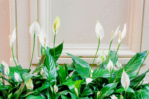 Evergreen plant spathiphyllum. White flowers and green leaves