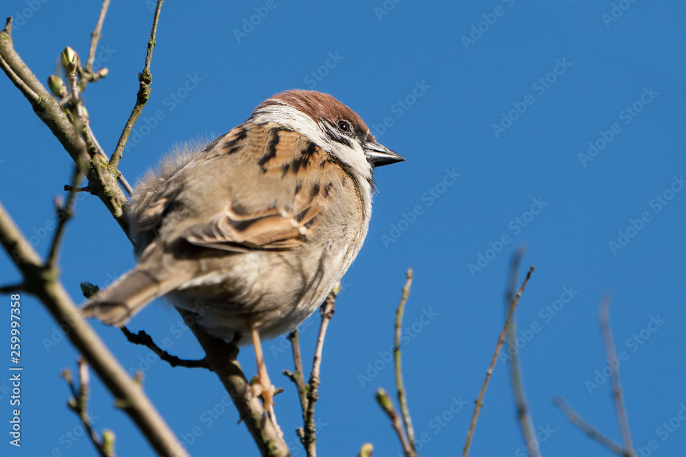 Eurasian tree sparrow seen almost from the back sitting on a twig with a clear blue sky in the background Eurasian tree sparrow seen almost from the back sitting on a twig with a clear blue sky in the background
