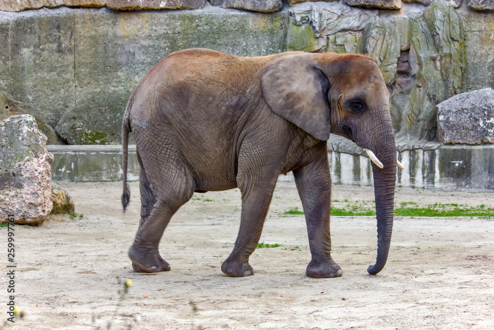 Fototapeta premium Elephant close up profile portrait