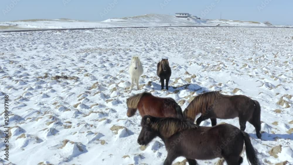 Wild Icelandic Horses in Snowy Conditions With Beautiful Iceland Landscape Wild Icelandic Horses in Snowy Conditions With Beautiful Iceland Landscape