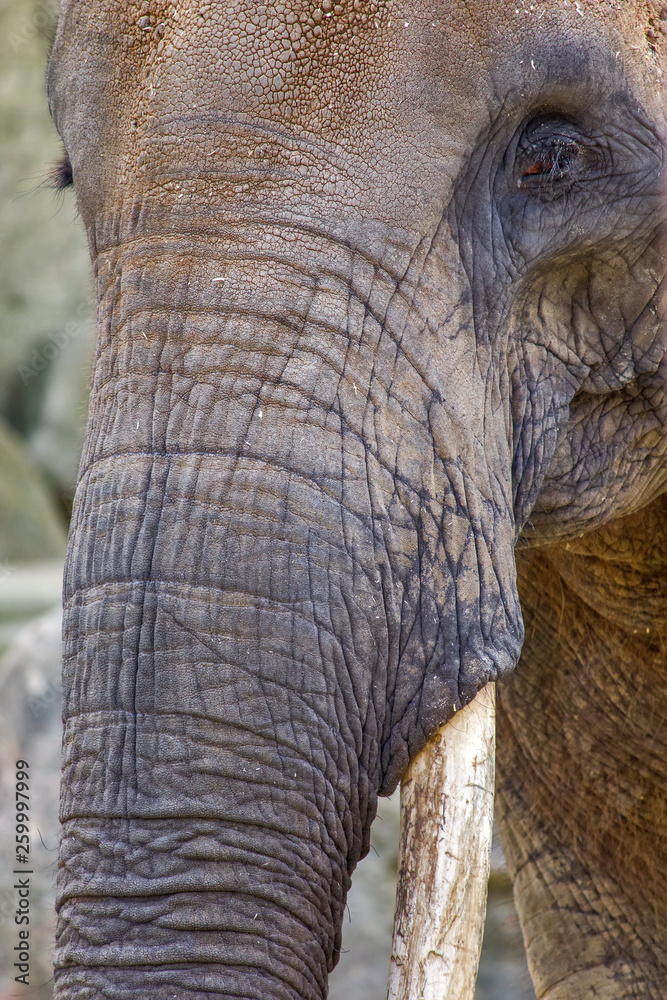 Fototapeta premium Elephant close up profile portrait