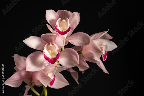 beautiful tropical pink orchid on a black background